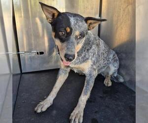 Mutt Dogs for adoption in San Antonio, TX, USA