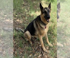 German Shepherd Dog Dogs for adoption in San Antonio, TX, USA