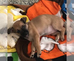 Chug Dogs for adoption in Dahlgren, VA, USA