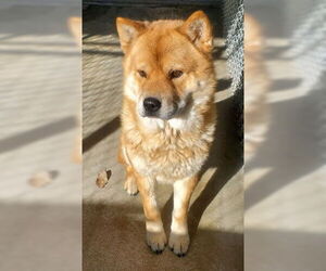 Chow Chow-Unknown Mix Dogs for adoption in Ventura, CA, USA