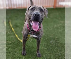 Mutt Dogs for adoption in Las Vegas, NV, USA