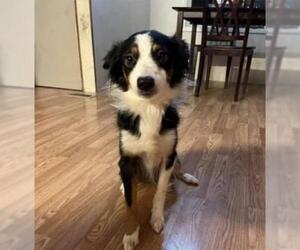 Border Collie-Unknown Mix Dogs for adoption in Myrtle Beach, SC, USA
