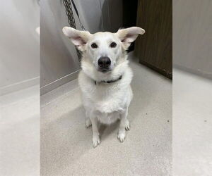 Huskies -Unknown Mix Dogs for adoption in Fairbanks, AK, USA