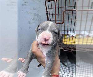 American Pit Bull Terrier-Unknown Mix Dogs for adoption in Houston, TX, USA