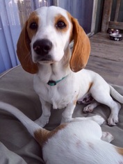 Medium Photo #1 Basset Hound-Unknown Mix Puppy For Sale in San Diego, CA, USA
