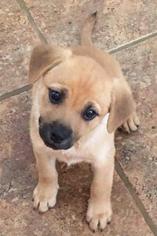 Medium Photo #1 Mutt Puppy For Sale in Rossville, TN, USA
