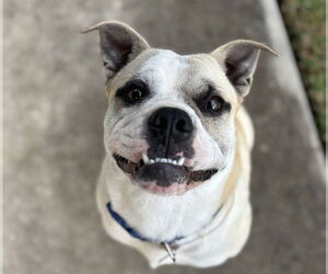 Bulldog-Unknown Mix Dogs for adoption in Lakewood, CO, USA