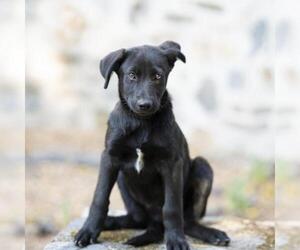 Labrador Retriever-Unknown Mix Dogs for adoption in Portland, OR, USA