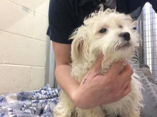 Poovanese Dogs for adoption in Lawrence, KS, USA