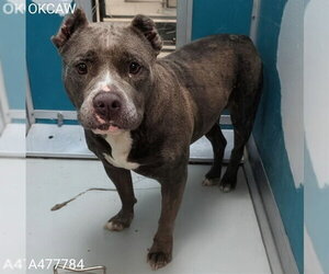 Mutt Dogs for adoption in Oklahoma City, OK, USA