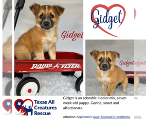 Mutt Dogs for adoption in Lillian, TX, USA