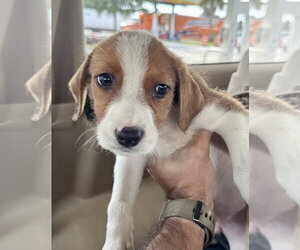 Mutt Dogs for adoption in Jefferson, NJ, USA