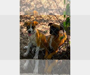 Boxer Dogs for adoption in Austin, TX, USA