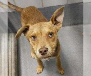 Mutt Dogs for adoption in San Antonio, TX, USA