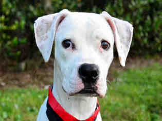 Bulloxer Dogs for adoption in West Palm Beach, FL, USA