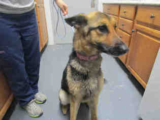 German Shepherd Dog Dogs for adoption in Bowling Green, OH, USA