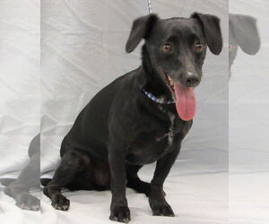 Chiweenie Dogs for adoption in Conroe, TX, USA