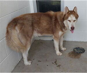 Siberian Husky Dogs for adoption in Houston, TX, USA