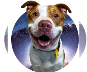 American Pit Bull Terrier-Unknown Mix Dogs for adoption in Rowlett, TX, USA