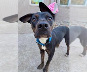 Medium Photo #1 Australian Kelpie-Unknown Mix Puppy For Sale in Sacramento, CA, USA