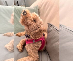 Mutt Dogs for adoption in Salt Lake City, UT, USA