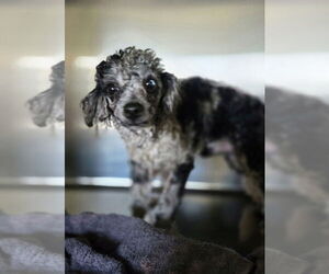 Poodle (Miniature) Dogs for adoption in Foristell, MO, USA