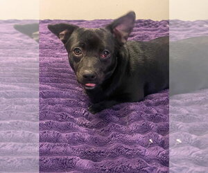 Chihuahua-Unknown Mix Dogs for adoption in Lakewood, CO, USA