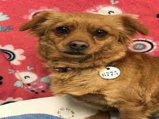 Chiweenie Dogs for adoption in Forestville, MD, USA