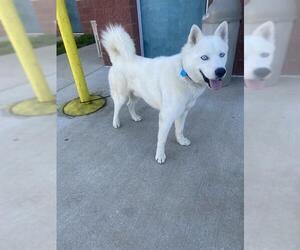 Siberian Husky-Unknown Mix Dogs for adoption in Forestville, MD, USA