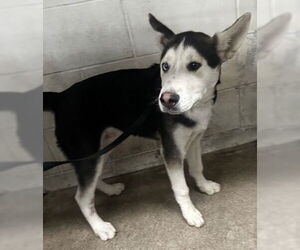 Siberian Husky Dogs for adoption in San Bernardino, CA, USA