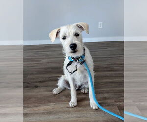 Mutt Dogs for adoption in Salt Lake City, UT, USA