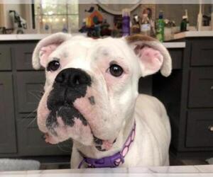 Boxer Dogs for adoption in Pembroke, GA, USA