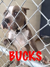 Bulldog-Unknown Mix Dogs for adoption in Waycross, GA, USA