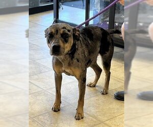 Catahoula Leopard Dog Dogs for adoption in Norfolk, VA, USA