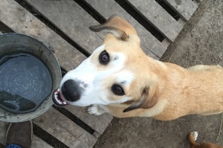 Golden Labrador Dogs for adoption in Alvarado, TX, USA