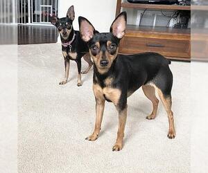 Miniature Pinscher Dogs for adoption in Gilberts, IL, USA