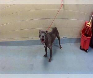 Mutt Dogs for adoption in Tulsa, OK, USA