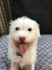 Maltipoo Dogs for adoption in Decatur, GA, USA