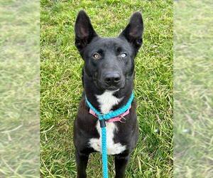 Gerberian Shepsky Dogs for adoption in Sacramento, CA, USA