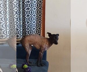 Medium Photo #1 Mutt Puppy For Sale in Erie, MI, USA
