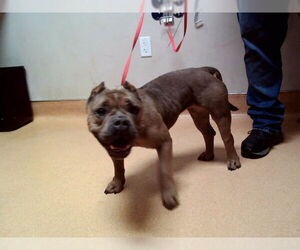 Mutt Dogs for adoption in Martinez, CA, USA