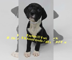 Huskies -Labrador Retriever Mix Dogs for adoption in pomfret, CT, USA