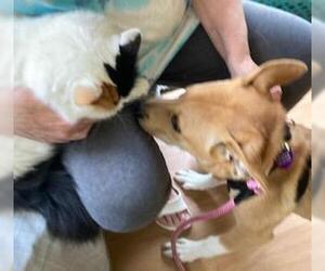 Labrador Retriever-Shiba Inu Mix Dogs for adoption in Coventry, CT, USA