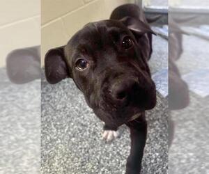 Great Dane-Unknown Mix Dogs for adoption in Brewster, MA, USA