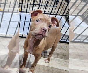 American Staffordshire Terrier-Unknown Mix Dogs for adoption in Marine City, MI, USA