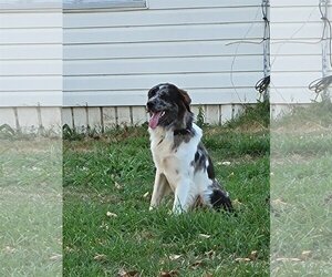 Border Collie-Great Pyrenees Mix Dogs for adoption in Dallas, TX, USA