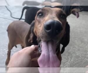 Redbone Coonhound Dogs for adoption in Denton, TX, USA