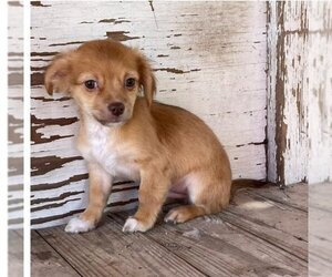 Chihuahua-Unknown Mix Dogs for adoption in Carrollton, TX, USA