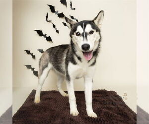 Siberian Husky Dogs for adoption in Corona, CA, USA