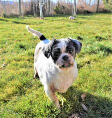 Shih Tzu Dogs for adoption in Prosser, WA, USA